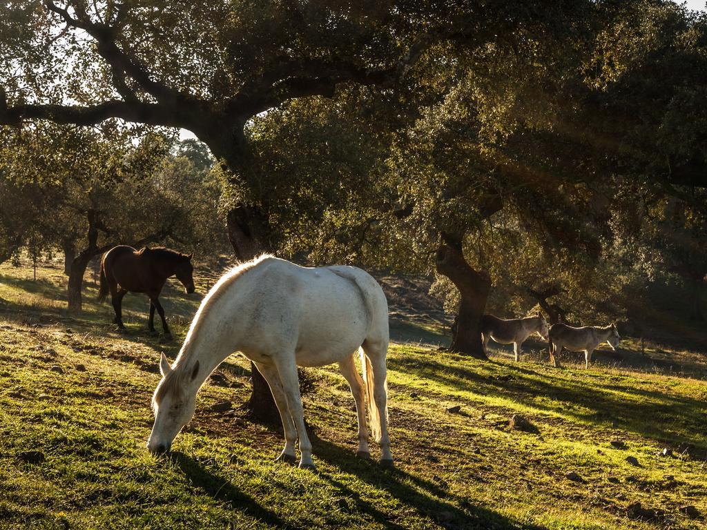 Parque De Natureza De Noudar Barrancos Exteriér fotografie
